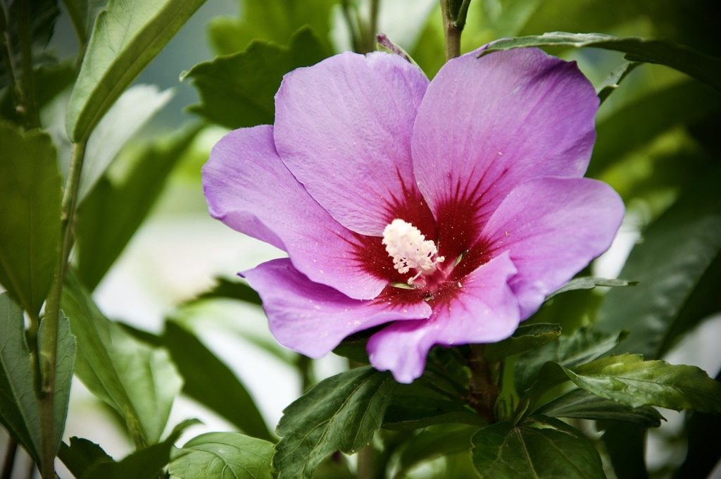 Tea Purple Flower